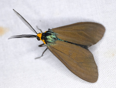 Ctenucha virginica