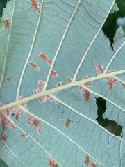 Acalitus brevitarsus