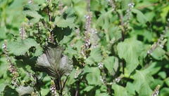 Perilla