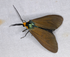 Ctenucha virginica