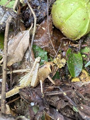 Schistocerca americana
