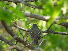 Myiarchus