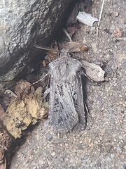 Agrotis gladiaria