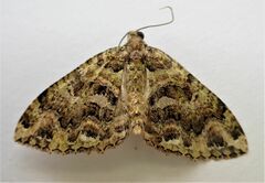 Austrocidaria similata