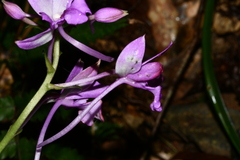 Calanthe masuca