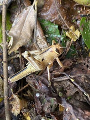 Schistocerca americana