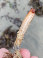 Styela montereyensis