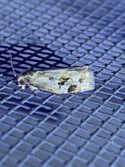 Archips grisea