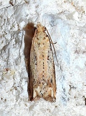 Epiblema chromata