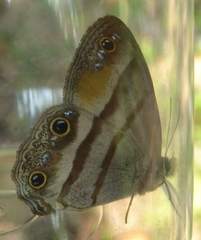 Cissia penelope