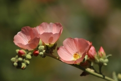 Sphaeralcea ambigua