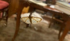 Herpetogramma bipunctalis