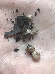 Sphaerium occidentale