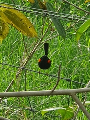 Malurus melanocephalus