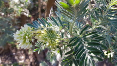 Anthyllis barba-jovis