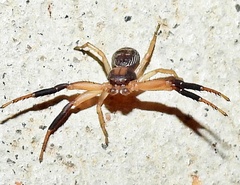 Xysticus texanus