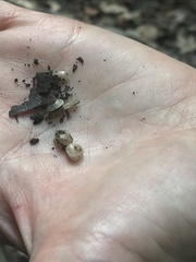 Sphaerium occidentale