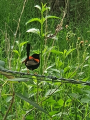 Malurus melanocephalus