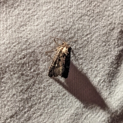 Lacinipolia renigera