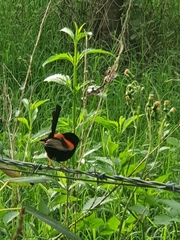 Malurus melanocephalus