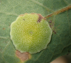 Andricus pattersonae