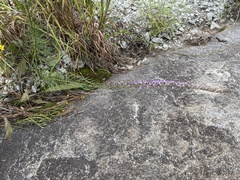 Liatris microcephala