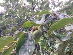 Ebenaceae
