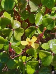 Oxalis megalorrhiza