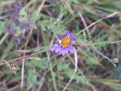 Eurybia hemispherica