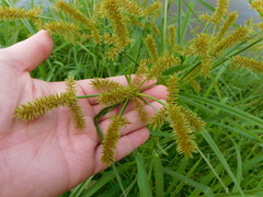 Cyperus erythrorhizos