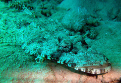 Papilloculiceps longiceps