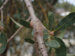 Andricus chrysolepidicola