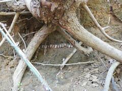 Agkistrodon laticinctus