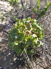 Oxalis megalorrhiza