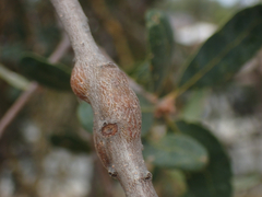 Andricus chrysolepidicola