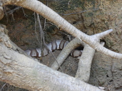 Agkistrodon laticinctus