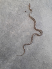 Pituophis deppei