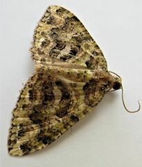 Austrocidaria similata