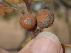 Burnettweldia washingtonensis