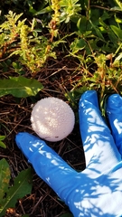 Lycoperdon curtisii