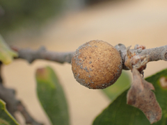 Burnettweldia washingtonensis