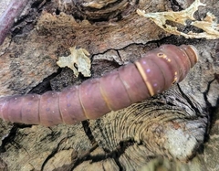 Papilioninae