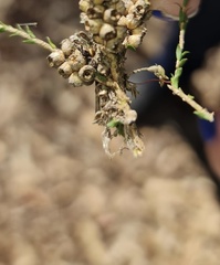 Xysticus bimaculatus