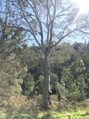 Eucalyptus tereticornis