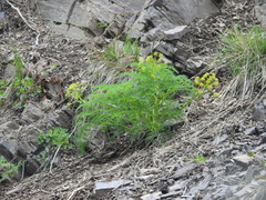 Lomatium