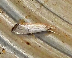 Diatraea