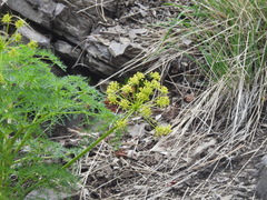 Lomatium