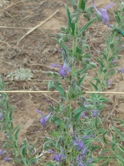 Trichostema lanceolatum