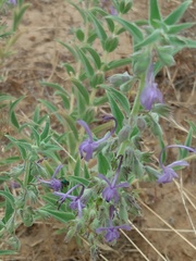 Trichostema lanceolatum