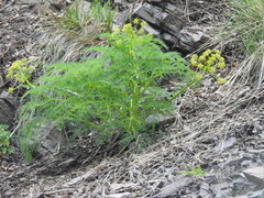 Lomatium